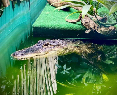 Krokodil Reptilienzoo Füssen