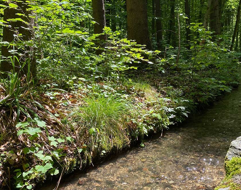Bach im Walderlebnispfad Bannwald bei Ottobeuren im Unterallgäu