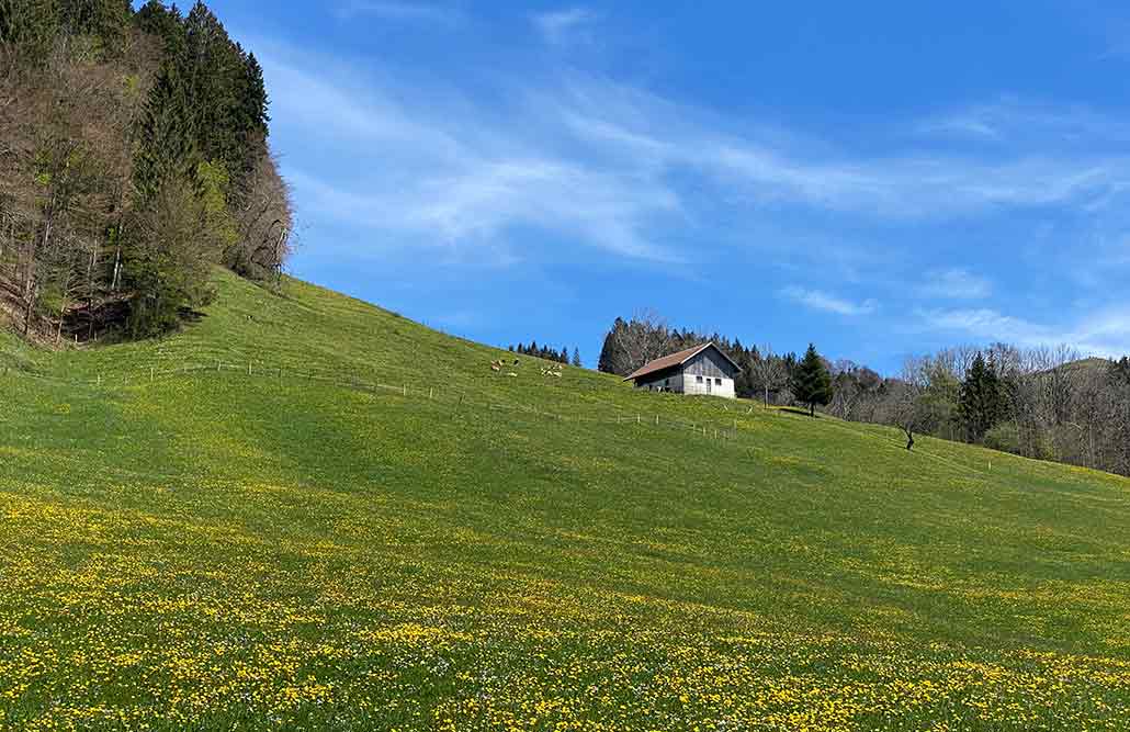 Bergwiese Alpe Allgäu