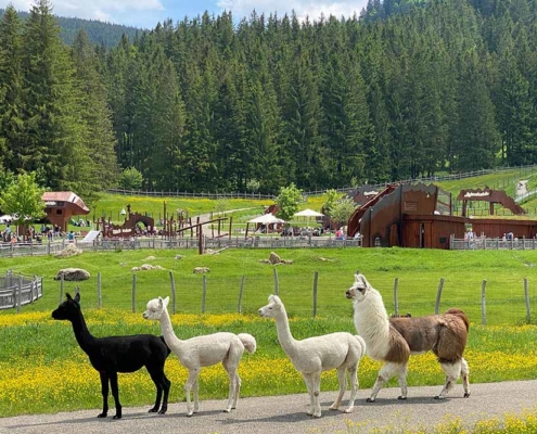 Abenteuerspielplatz Allgäu Alpakas Lamas