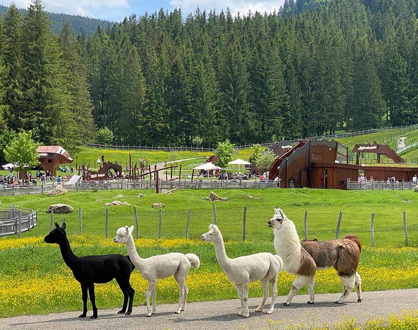 Abenteuerspielplatz Allgäu Alpakas Lamas