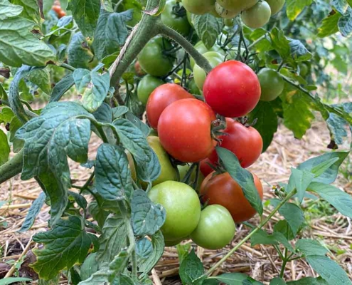 Artemisia Kräutergarten Tomaten
