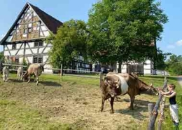 Ausflugsziele Unterallgäu Bauernhofmuseum Illerbeuren