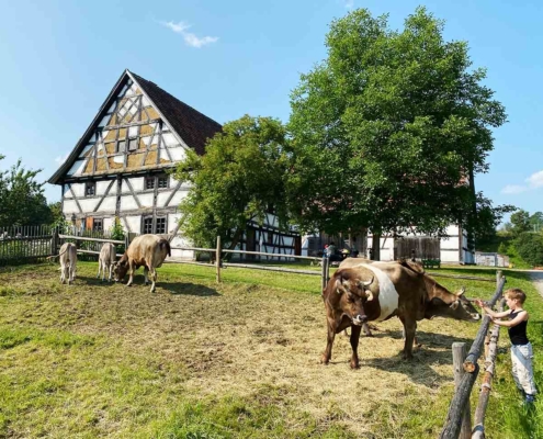 Schwäbisches Bauernhofmuseum Illerbeuren Kühe