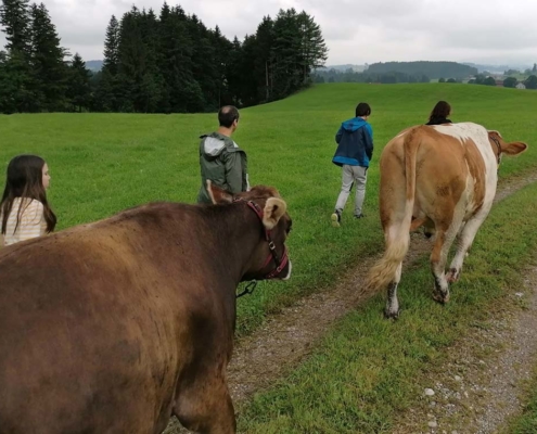 Wandern mit Kühen Kuh-Trekking Allgäu