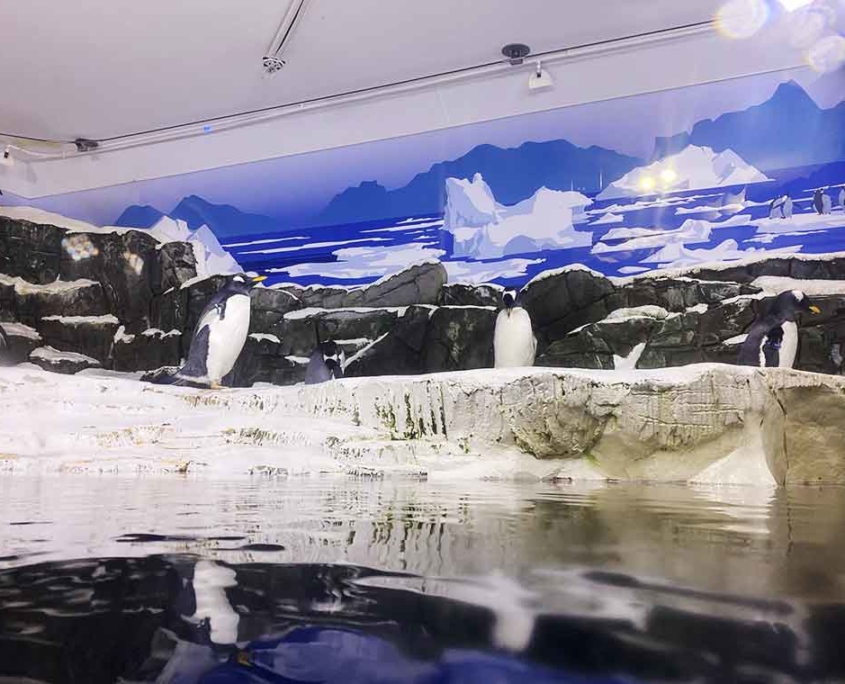 Sealife Konstanz Pinguine