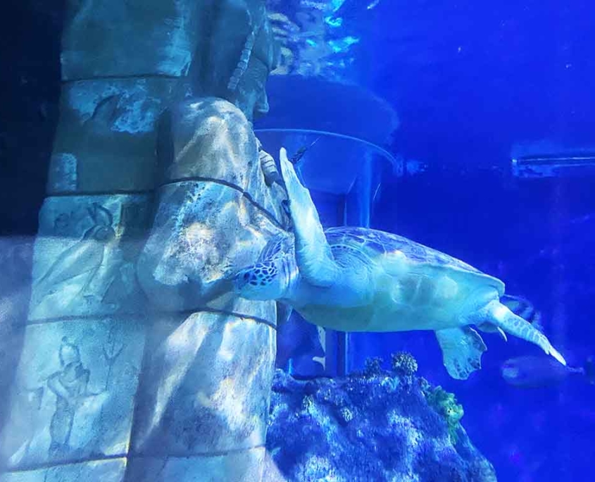 Wasserschildkröte Sealife Konstanz Aquarium am Bodensee